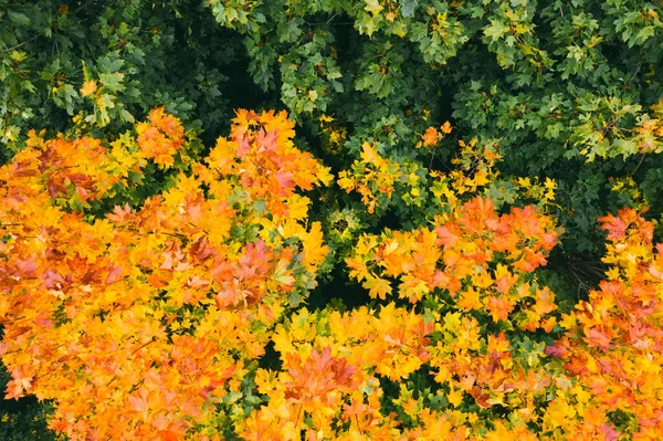 아름다운 단풍. 단풍잎은 다양 한 색깔을 띠고 있습니다. 가을 숲의 공중 드론 시야 — 스톡 사진