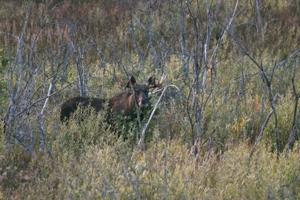 Le wapiti mange des branches dans les buissons. Regarde dans le cadre. Il y a des branches avec des renards dans la bouche. — Photo