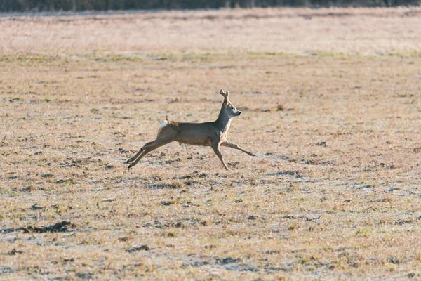 Kozioł jeleni biegnie przez wystający język polny, niewyraźne tło, Capreolus capreolus — Zdjęcie stockowe