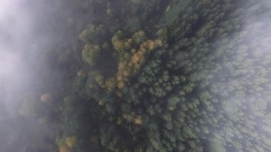 Sonbahar ormanı. Parlak renkler, alçak bulutlar.