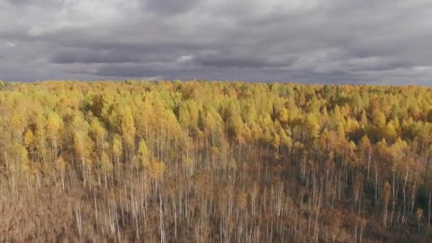 Zobacz formularz powyżej na las jesienią zrobione z dronem. — Wideo stockowe