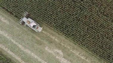 Bir mısır tarlasında hasat makinesinin hava drone sahnesi. Kamera Hasadı Takip Ediyor - Belarus Aug 2020