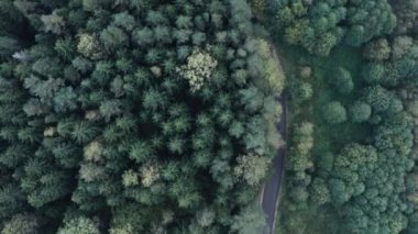 Ormandaki köy yolunda havadan aşağı 4k manzaralı. Çam ağacı ormanlarında uçarken çekilen hava aracı görüntüsü. hava görünümü