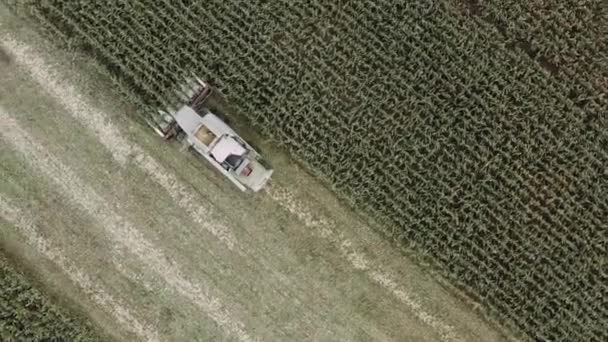 Вид сверху, комбайны кукурузы комбайна на сельскохозяйственном поле. Видео с беспилотника. — стоковое видео