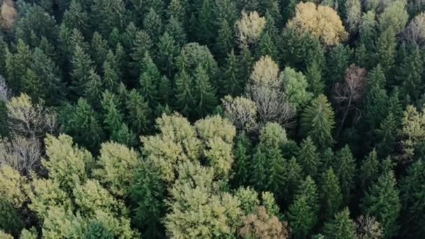 Vzdušný výstup shora pohled let přes podzimní stromy v lese v září — Stock video