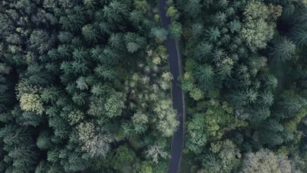 Vista aerea dall'alto verso il basso della strada nella foresta in autunno. Drone colpo che vola sopra le cime degli alberi, sfondo della natura in 4K — Video Stock