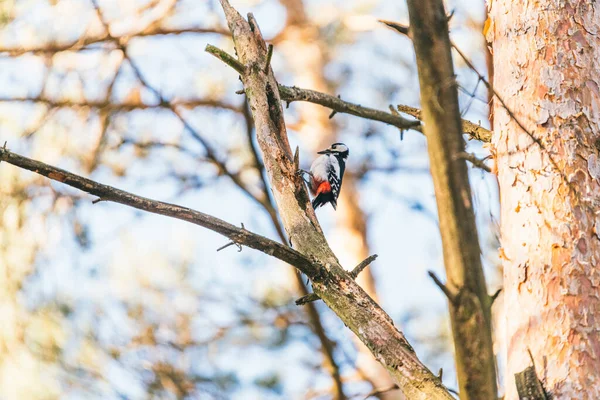 Ağaçtaki ağaçkakan kapıyı tıklatır. — Stok fotoğraf