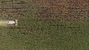 Üst manzara, biçerdöveri birleştirmek tarlada mısırı harap etmek. Video dronu.