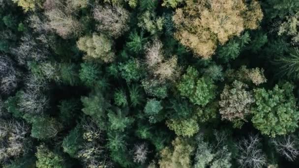 Vroeg in de herfst in het bos bovenaanzicht. Gemengd bos, groene naaldbomen, loofbomen met gele bladeren. — Stockvideo