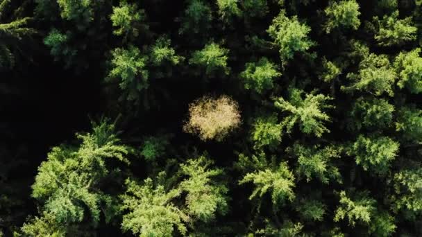 Un albero giallo in una foresta verde. 4K aerea. Paesaggio d'autunno — Video Stock