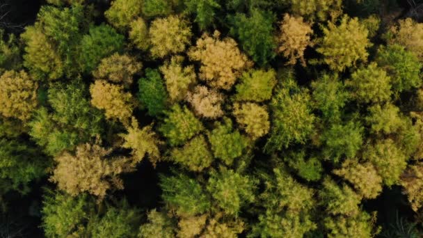 Colori autunnali gialli di fogliame. Ramo con foglie gialle su fondo boschivo. Fogliame d'autunno in natura alla luce del sole. Foglie gialle di acero. — Video Stock