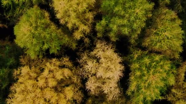 Blick auf Äste mit Herbstblättern im Park. Gelbe Herbstfarben des Laubes. Luftaufnahme des Herbstwaldes — Stockvideo