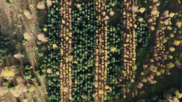 Vista aérea, distante da área dividida em partes por causa das árvores evergreen na cor de amarelo e verde. — Vídeo de Stock