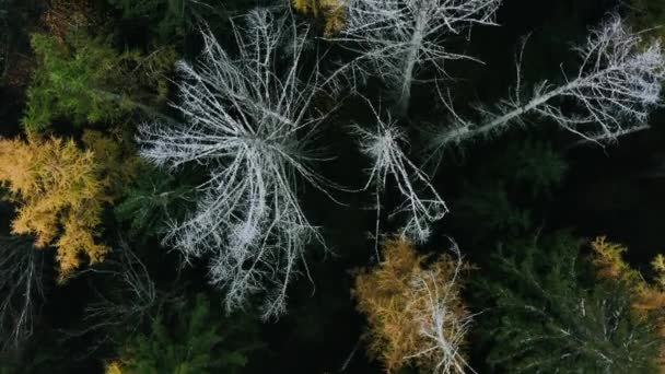 Drohne fotografiert Herbst im Wald ohne Blätter auf Ästen — Stockvideo
