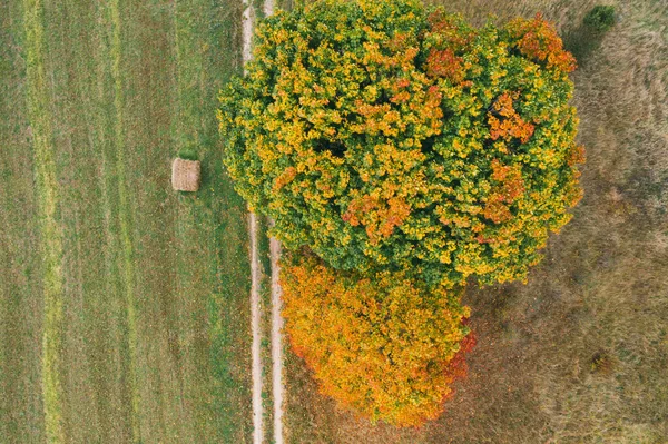 Осенние листья на деревьях возле сельской дороги. Желтые и зеленые дубовые листья, осенний пейзаж — стоковое фото