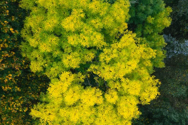 Hermoso árbol en follaje amarillo — Foto de Stock