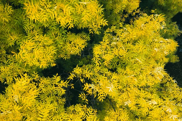 Folhas amarelas brilhantes. Paisagem de outono — Fotografia de Stock