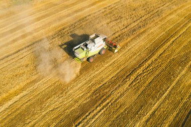 30 Ağustos 2020 Sonbahar hasadının başlangıcında Belarus 'ta bir tarlada çalışan bir Claas Lexion 570..