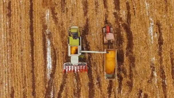 Tractor con remolque trabajando en tándem junto a una cosechadora trabajando descargando grano de un cargador en un maizal. — Vídeos de Stock