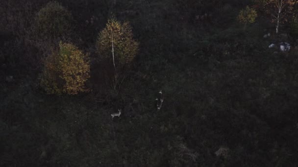 Widok z lotu ptaka: jelenie biegną do lasu na polu. Piękny jeleń w jesienny wieczór o zachodzie słońca — Wideo stockowe