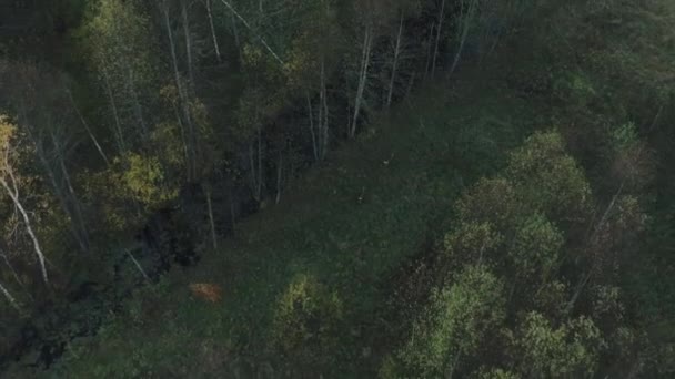Rehe laufen durch den Wald — Stockvideo