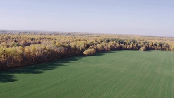 Légi drón kilátás gyönyörű területen, buja nyugodt őszi vegyes erdő és kék ég. Farm élet táj, idilli táj — Stock videók