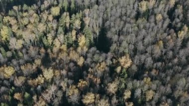 Sonbaharda karışık ormanın havadan görünüşü. Yeşil kozalaklı ağaçlar, sarı yapraklı yaprak döken ağaçlar. Sonbahar renkleri ormanlık.