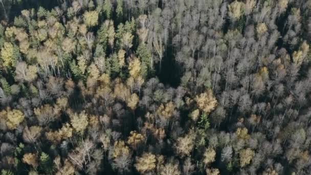 秋の混合林の空中トップビュー。緑色の針葉樹、黄色の葉を持つ落葉樹。紅葉の森. — ストック動画