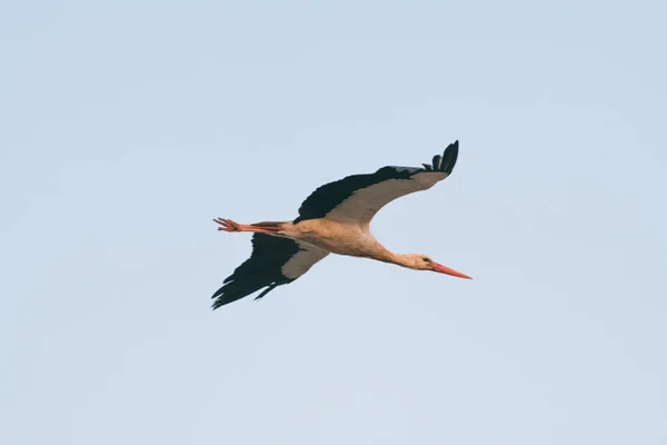 Bella cicogna bianca che vola nel cielo — Foto Stock