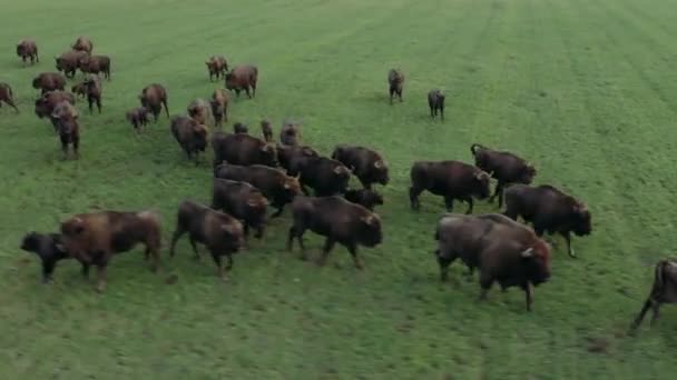 Luchtfoto van zwarte buffels die weiden in de groene weide. — Stockvideo
