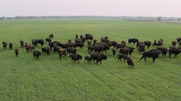 Frigående europeiska bisonhjordar som vandrar i vildmarken. — Stockvideo