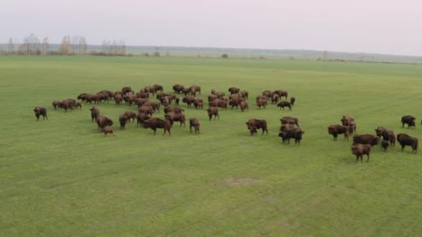 Свободное странствующее стадо европейских бизонов, идущих по пустыне. 4k — стоковое видео