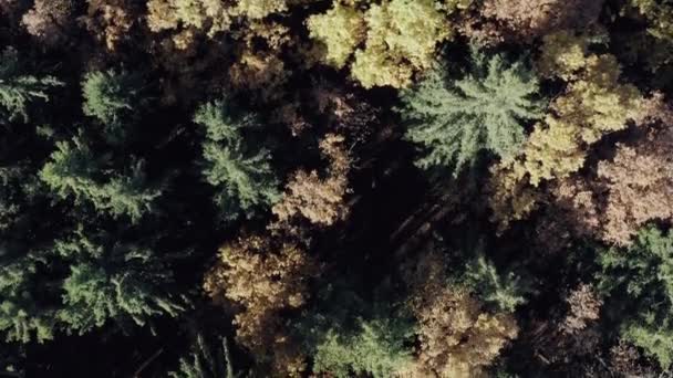 Drone survolant la forêt d'automne. Fond naturel vibrant de forêt colorée. Forêt avec arbres rouges et jaunes vue aérienne. Vue aérienne du dessus des arbres d'automne en arrière-plan de la forêt. — Video