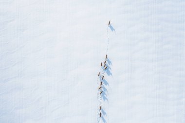 Beyaz Rusya 'nın en büyük orman bölgesindeki İHA' dan yapılmış geyik fotoğrafları.