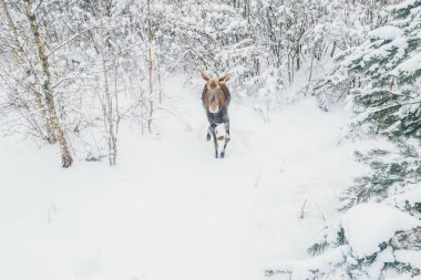 Geyik kış ormanlarında özgürce dolaşır..