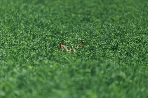 Roe jelení uši vyčnívají v zelené trávě — Stock fotografie