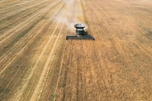 Hasat makinesi drone görüntüsü. Buğday tarlasında hasat. Sahada.
