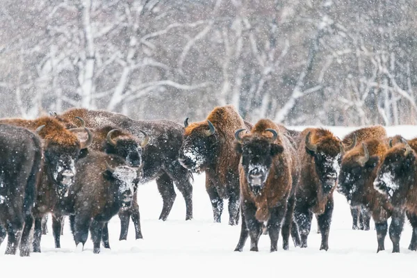 Bisonte de touro em frente ao rebanho em queda de neve. Bisonte selvagem na natureza de inverno. Touro pesado com chifres. — Fotografia de Stock