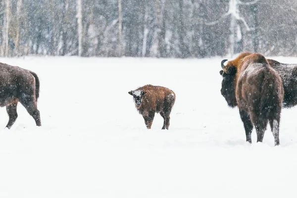 Europese bizon, Bison bonasus. Bisons met kalf in de sneeuw van het ijskoude winterbos. Bison familie in zijn Europese natuurlijke bosomgeving. — Stockfoto