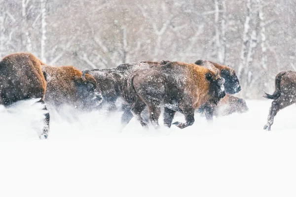 Bisões europeus selvagens no inverno. Manada de bisões no campo nevado. Belos animais selvagens em queda de neve. — Fotografia de Stock