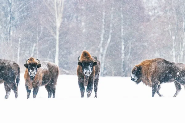 Bisonte de touro em frente ao rebanho em queda de neve. Bisonte selvagem na natureza de inverno. Touro pesado com chifres. — Fotografia de Stock