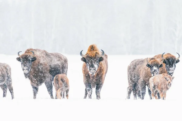 Bisonte en la naturaleza en invierno. Animales salvajes en la reserva . Imagen De Stock