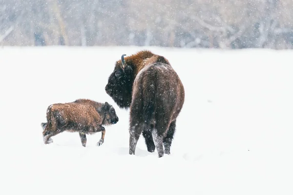 Європейський бізон, Bison bonasus. Бізон з телятою стоїть у снігу замерзлого зимового лісу. Родина Бізонів у природному лісовому середовищі европії.. Ліцензійні Стокові Фото