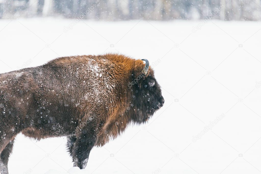 Mammals - European bison Bison bonasus in winter time