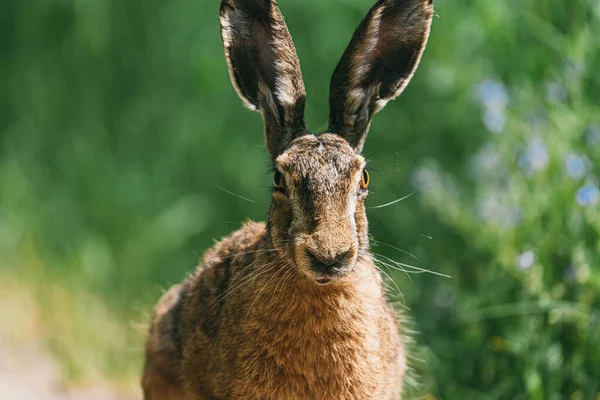 학명 Wild Brown Hare, Scientific name: Lepus Europaeus 는 자연 농지에 앉아 있었다. 다 자란 토끼의 모습 — 스톡 사진