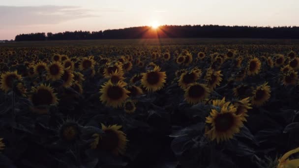 Дивовижний повітряний вид на соняшникові поля і луг на заході сонця в 4K — стокове відео