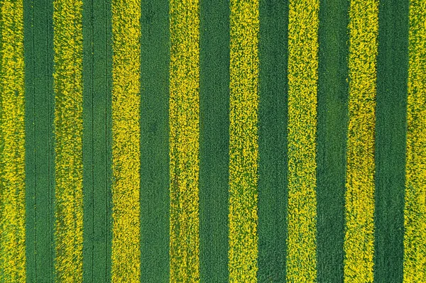 Κίτρινες-πράσινες ρίγες σε χωράφι σπαρμένο με κραμβόσπορο. Όμορφη εναέρια άποψη φόντο — Φωτογραφία Αρχείου