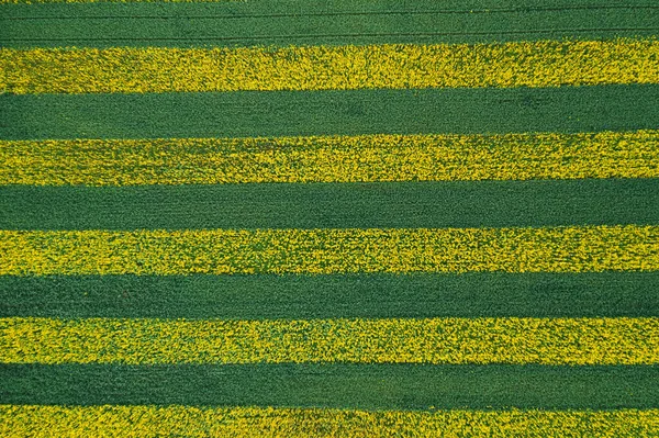 菜種が蒔かれた畑に黄緑色の縞模様。美しい空中ビューの背景 — ストック写真