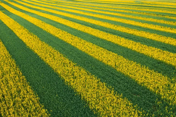 Żółto-zielone paski na polu zasianym rzepakiem. Piękne tło z lotu ptaka — Zdjęcie stockowe