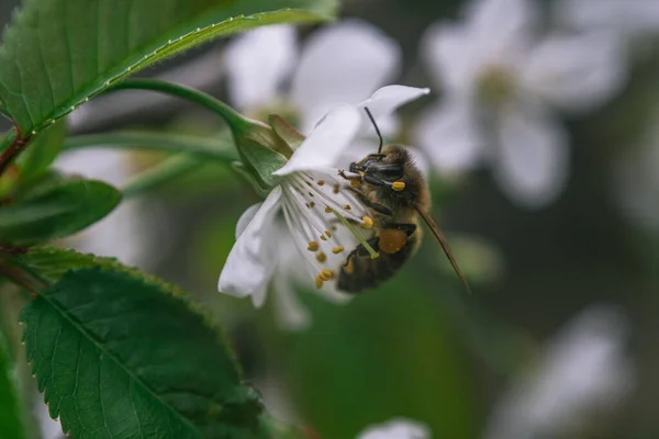 La abeja recoge el néctar sobre la flor blanca del árbol frutal. Pétalos blancos como la nieve, pistilos, estambres. Plantas florecientes en abril, mayo o junio. —  Fotos de Stock
